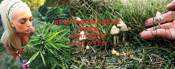 шишки Аркадак